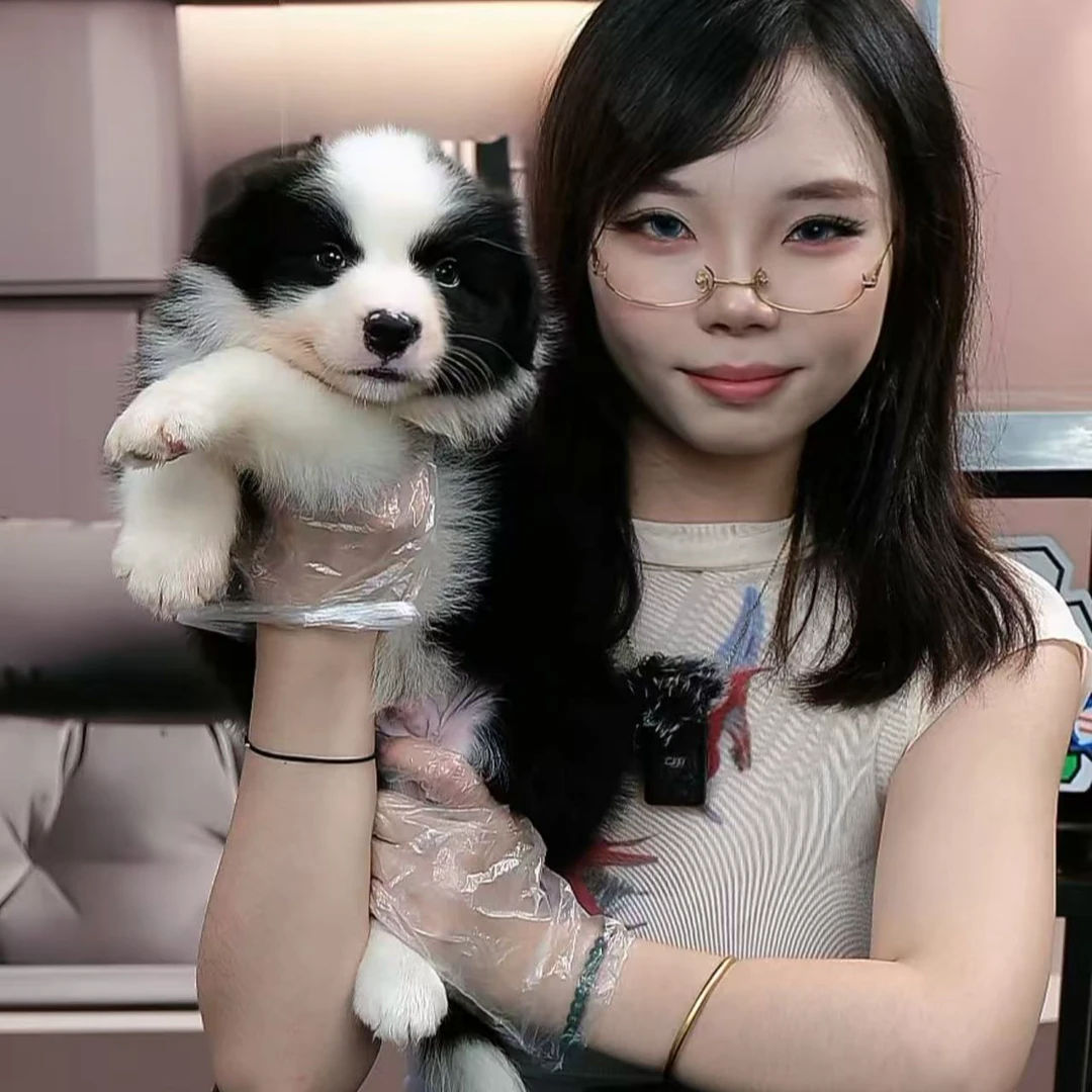 小丸子宝哥聊边牧 宠物级黑白弟弟活体狗狗