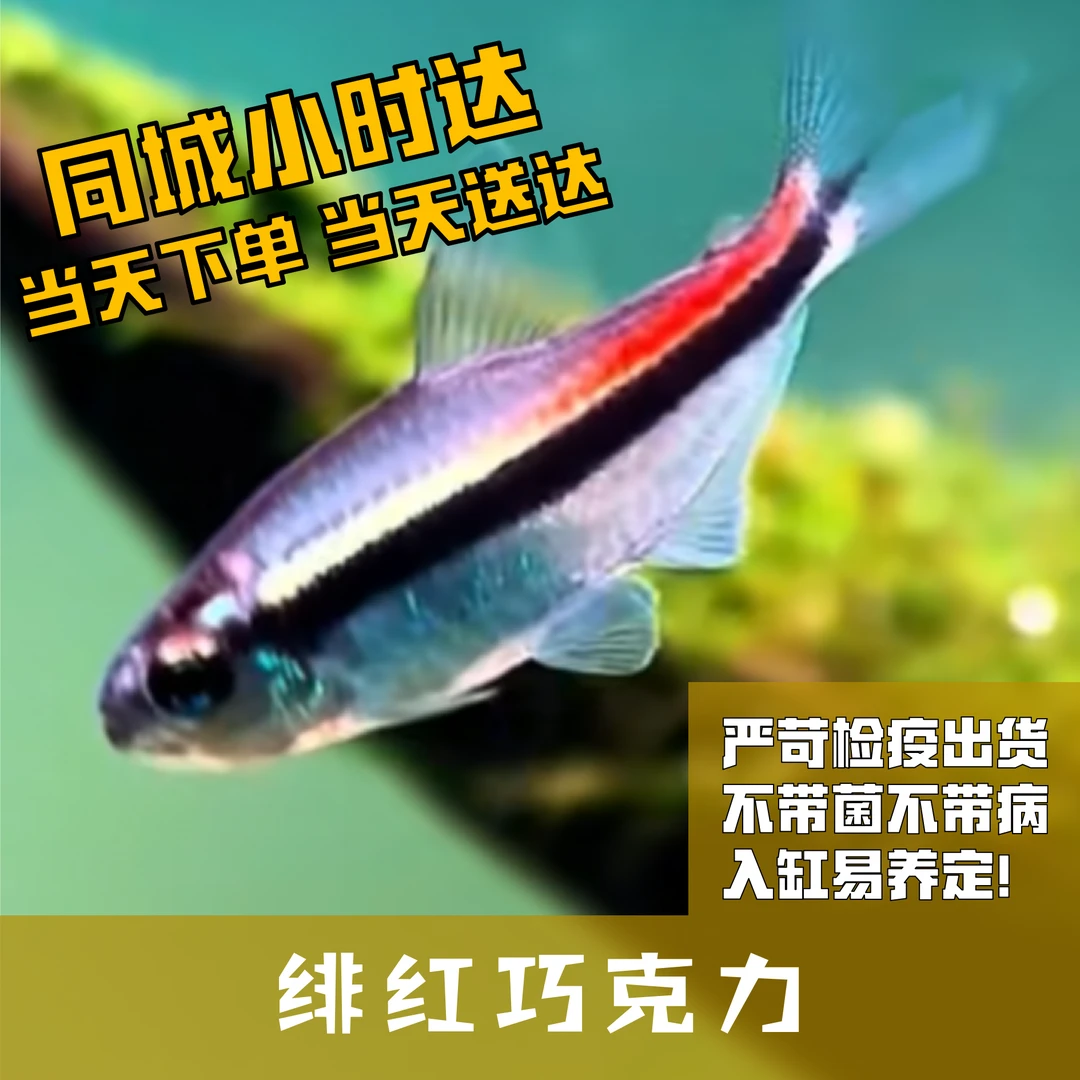 Boo小鱼绯红巧克力小型灯科鱼
