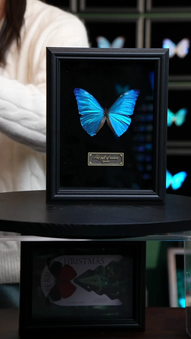 蝴蝶标本摆件一口价N68