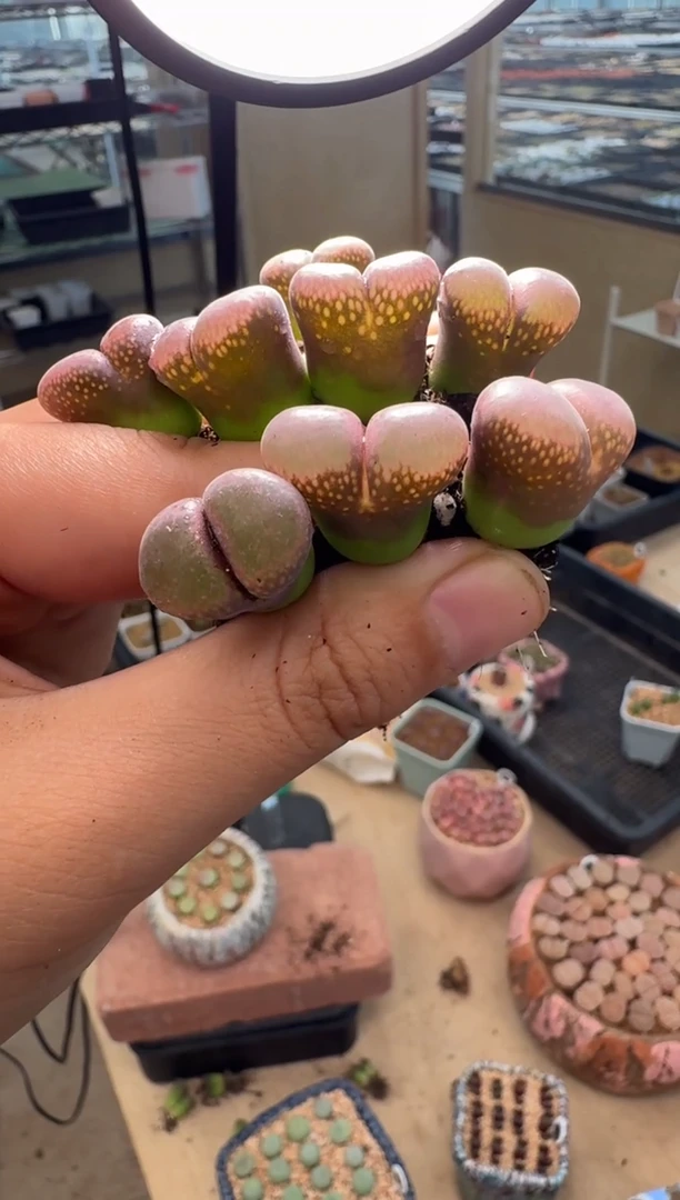 623多肉植物日本原株一颗