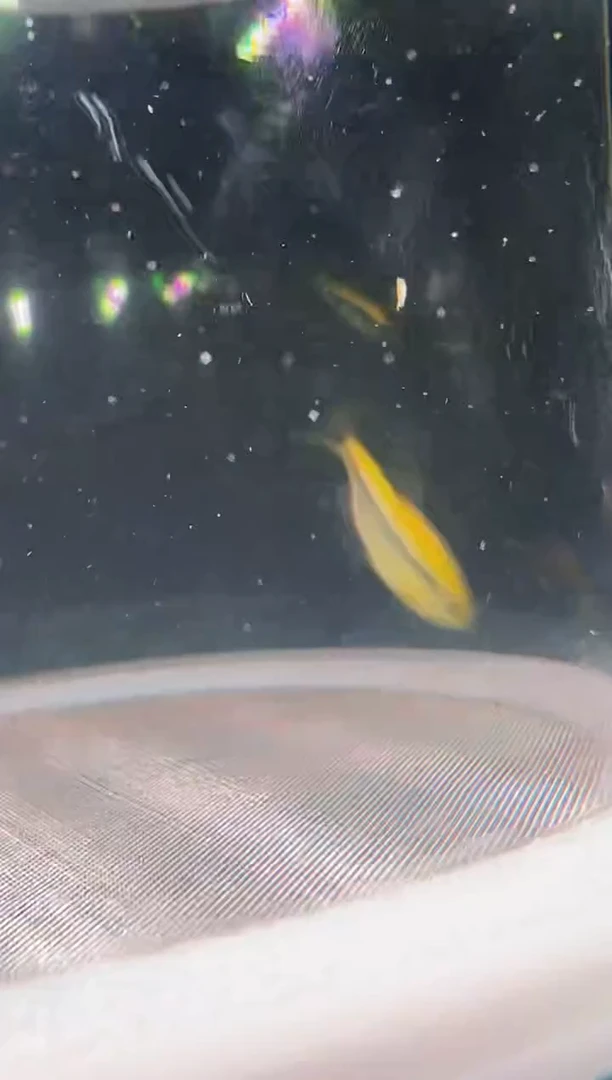 灯科鱼?***?25-21 D16白金隆背2cm+（‘不包黑点）1条
