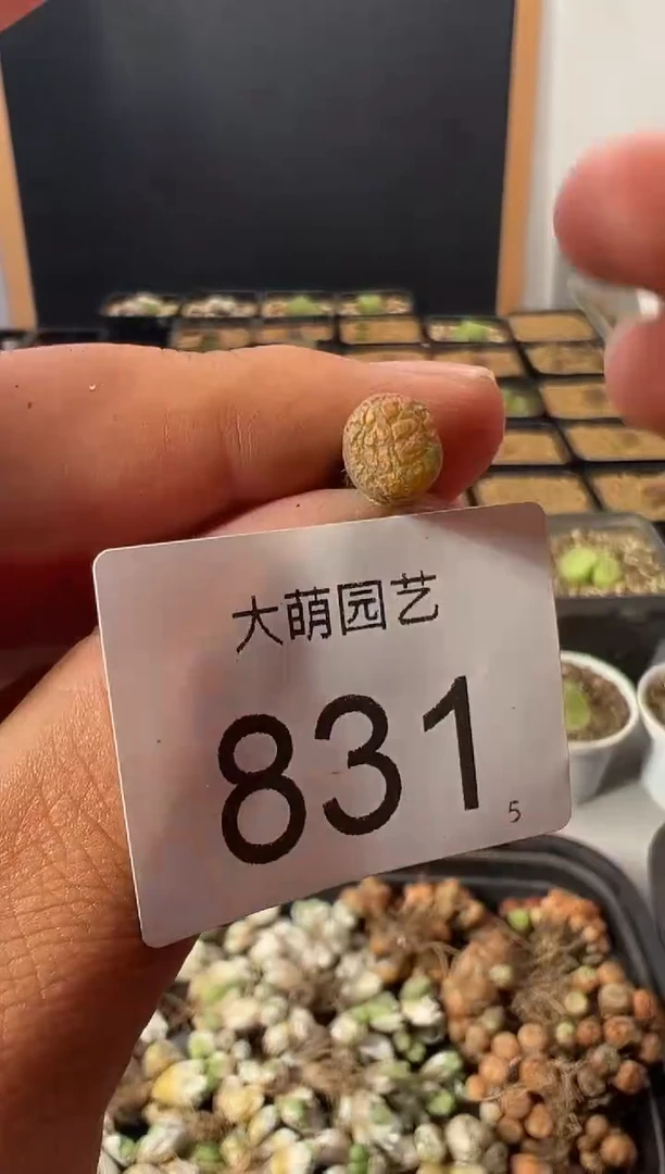 一物一拍          831