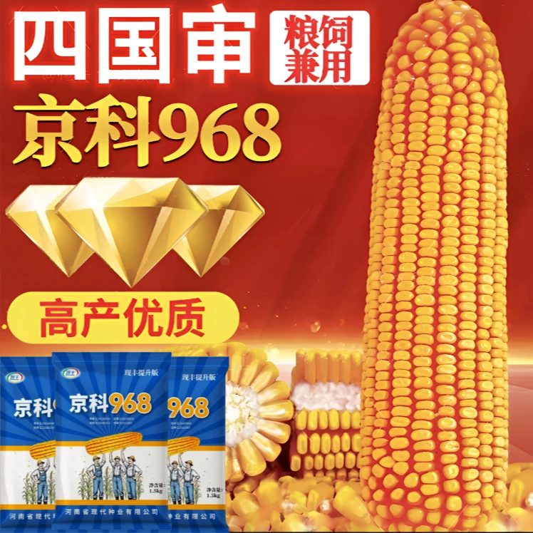 【直播】京科968国审双棒高产玉米南方北方通种抗倒抗病细轴硬质粒