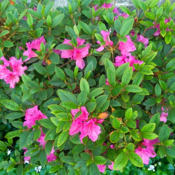 【王妃精球】四季稀有品种杜鹃室内外高45cm冠幅60cm