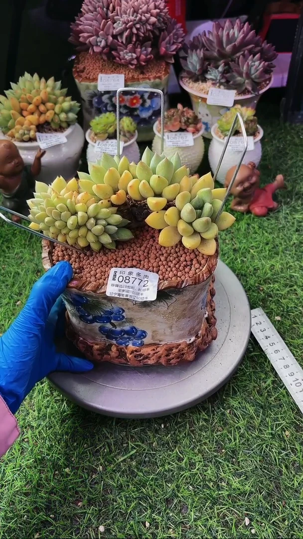 昆明印象多肉08772