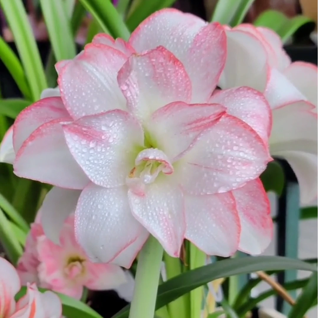 朱顶红种球【粉珍珠】小苗自然球，不带侧芽