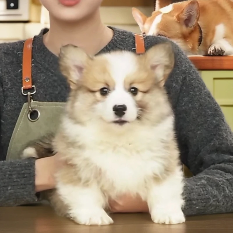 瓢总宠物贝尔瓢总柯基大队长毛双色柯基宠物活体狗狗