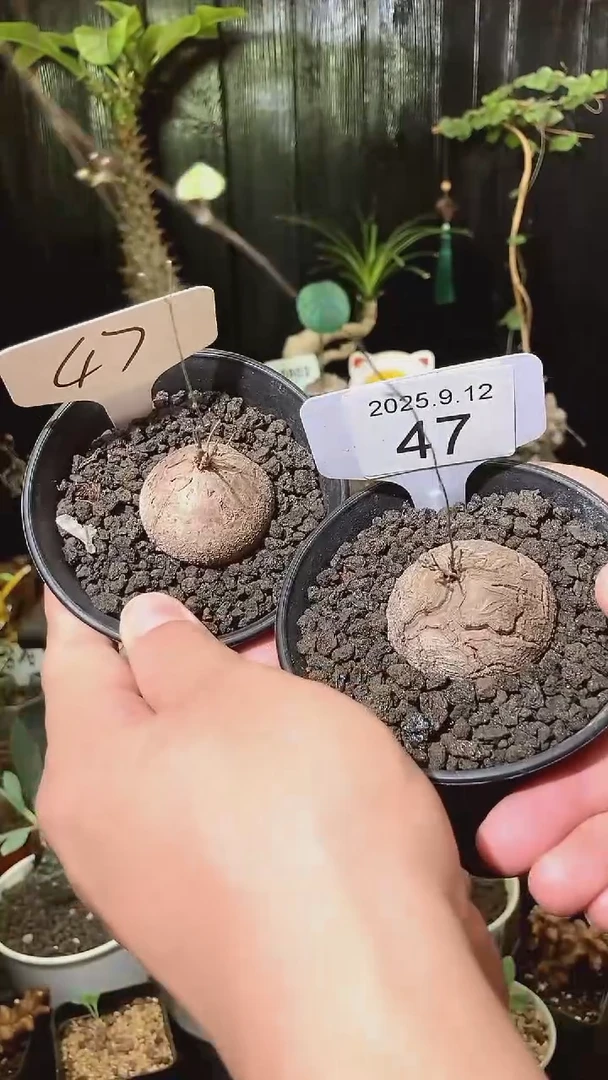 4号912福利南非龟甲龙买1个送1个