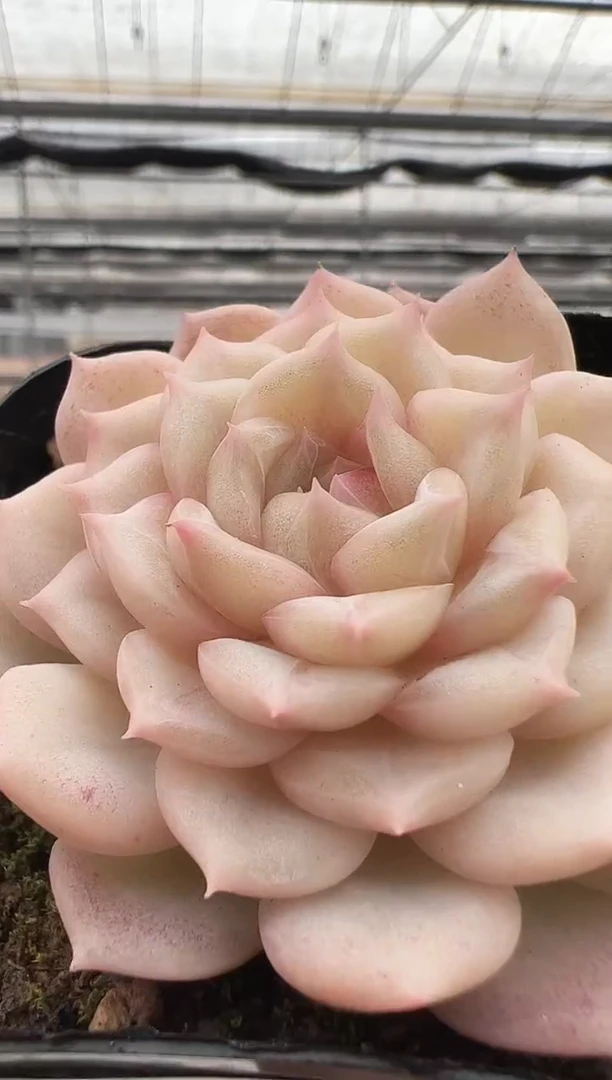 【闪购商品】新款多肉-138