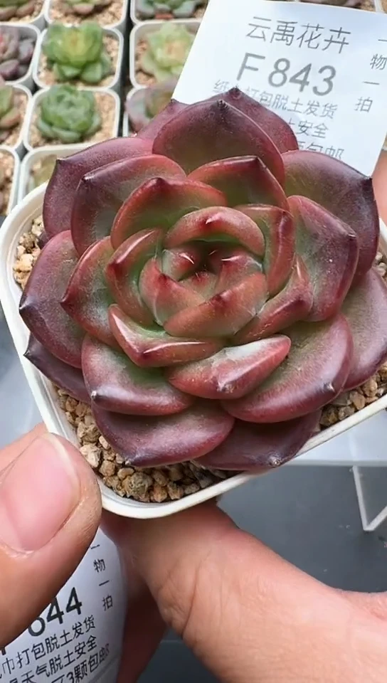 843F云禹多肉植物 默认脱土纸巾打包 3颗包邮