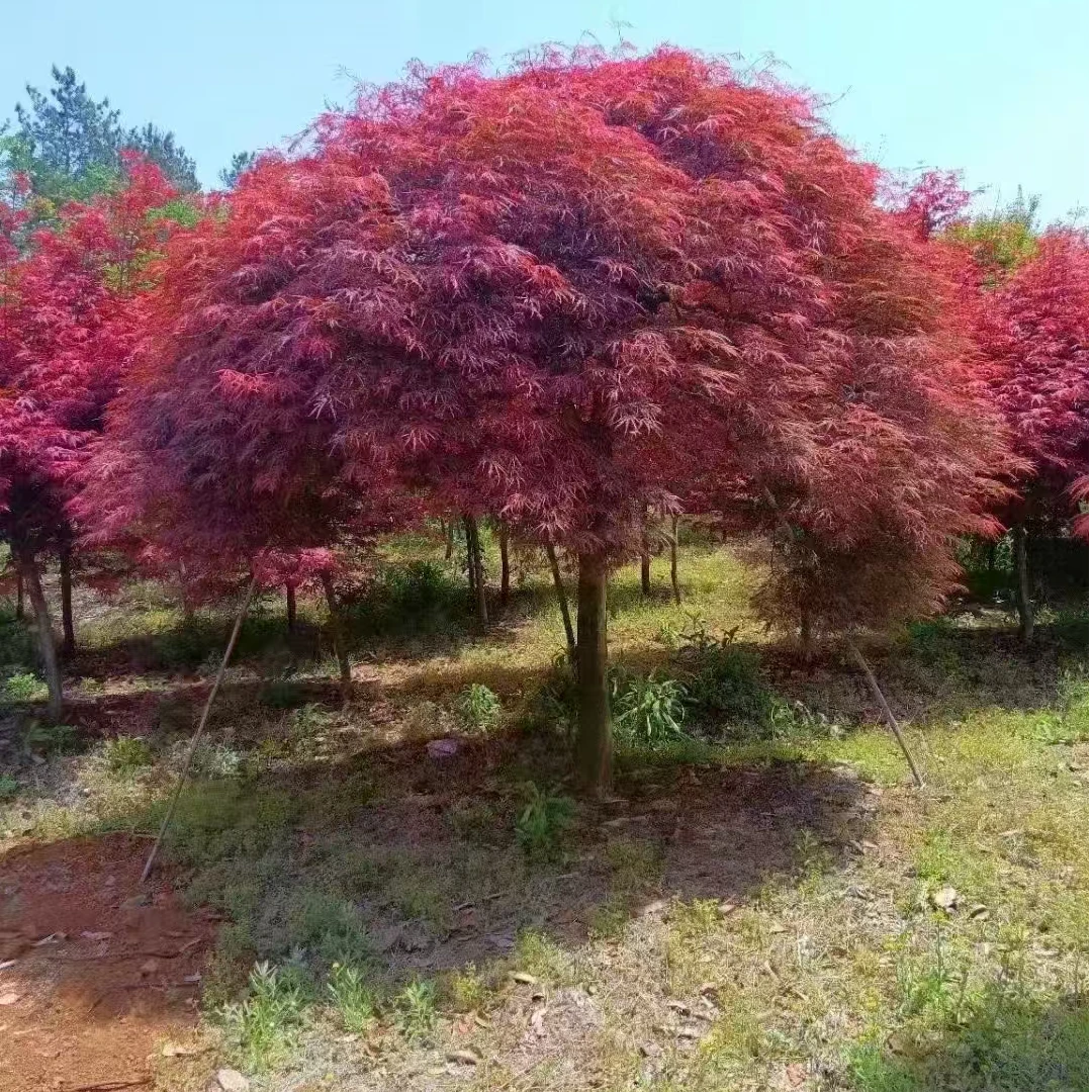 红枫  原生羽毛枫