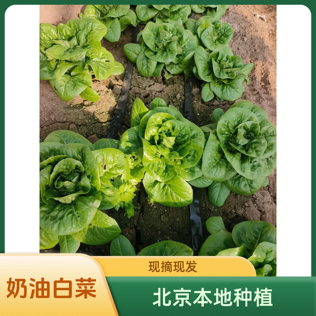 奶油白菜 / 北京本地种植 / 现摘现发 / 24小时到餐桌 / 放心食用