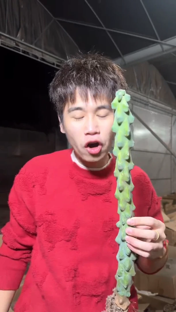 福禄寿【带根】30cm