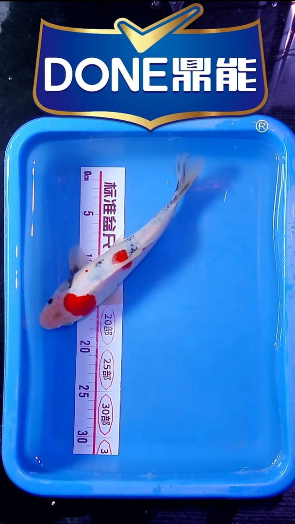 锦鲤直播间菁选 对版发货 1号