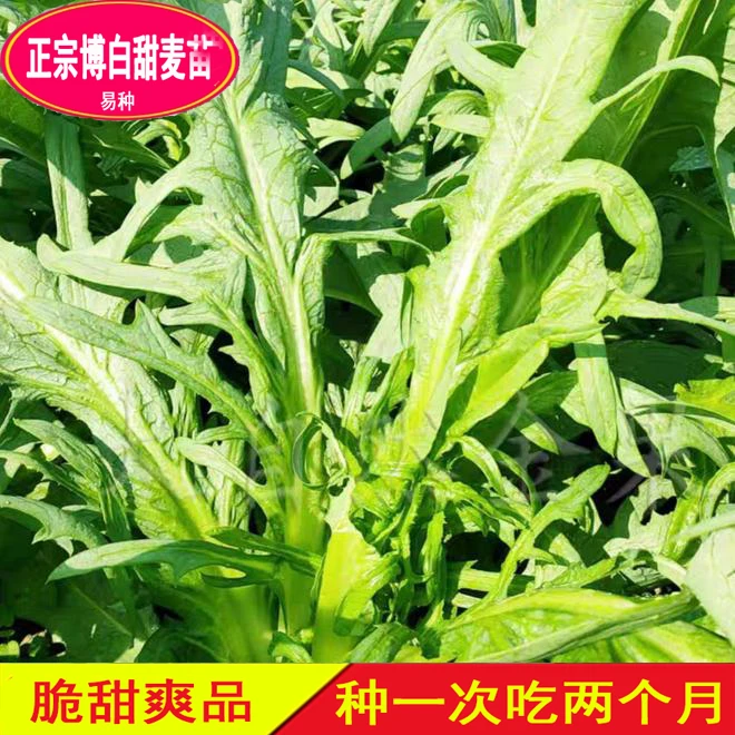 广西博白花芽甜麦菜花叶开丫甜麦菜软脆甜口庭院阳台四季蔬菜种苗
