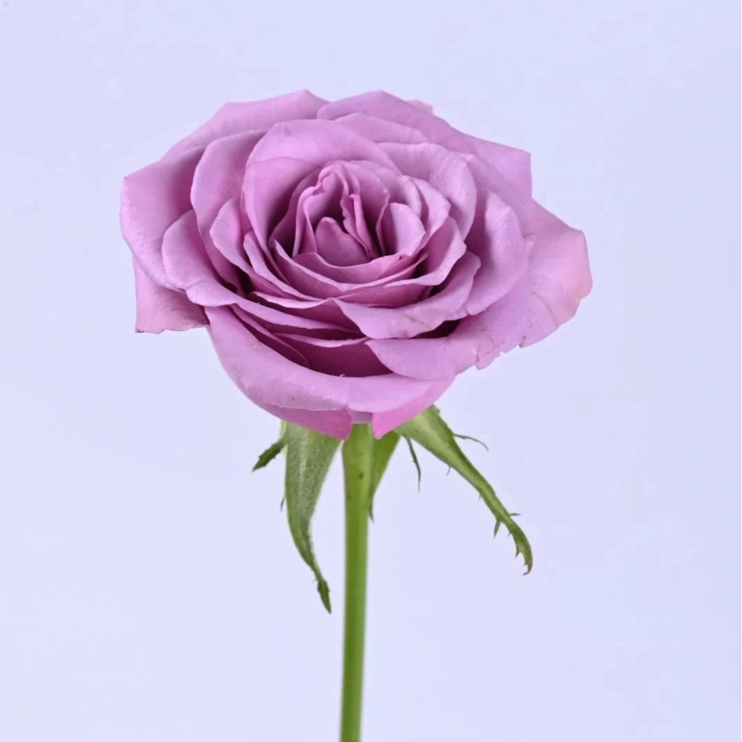 【鲜花】紫霞仙子玫瑰家用 昆明直发 两单以上德邦空运送货上门