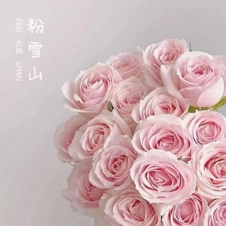 【粉红雪山玫瑰小七专属】 云南基地现采现发