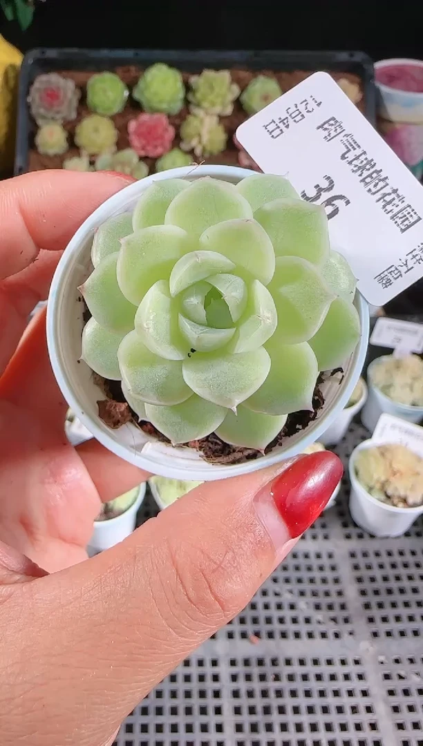 1204-36fm-9-1多肉群生不包整