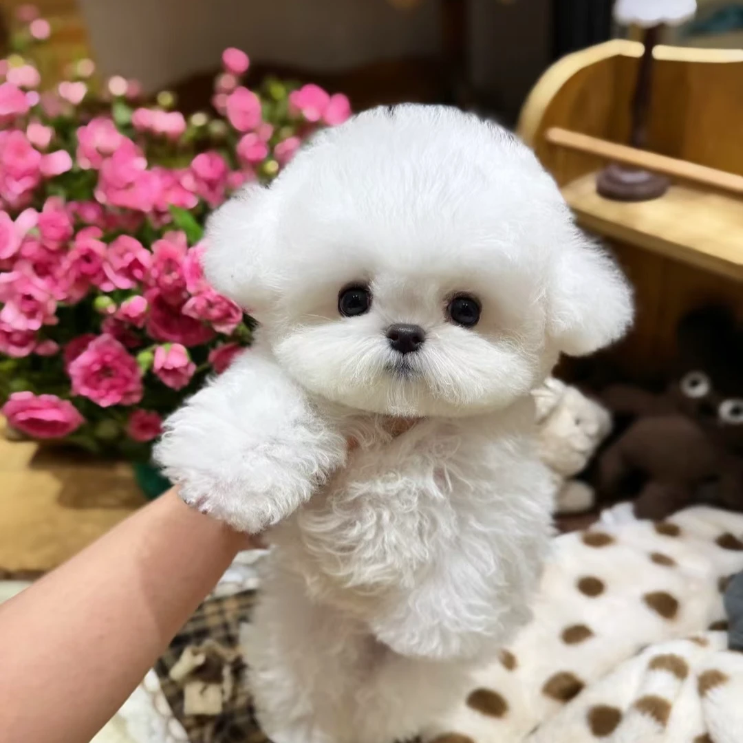 双11大促韩系比熊犬舍小体比熊棉花糖超小体茶杯体幼犬宠物活体狗同城直播