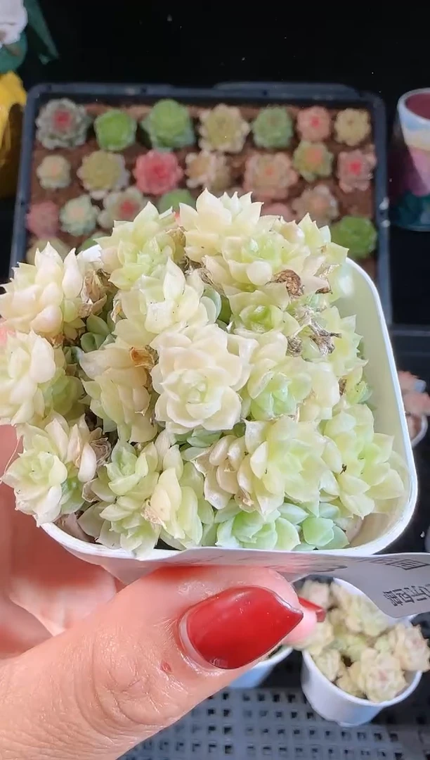 1109-683麦秆群不包整