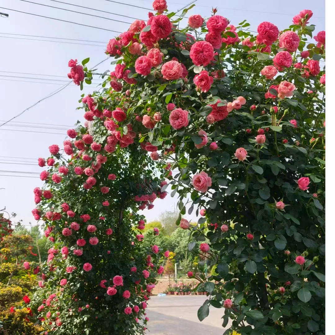 重瓣爬藤月季大花三季开花耐寒耐旱藤本花卉盆栽