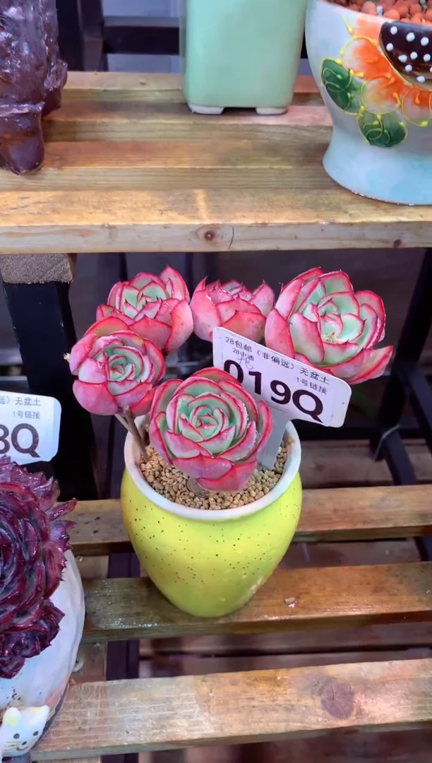 019Q（一物一拍，精品多肉，所见即所得 ）