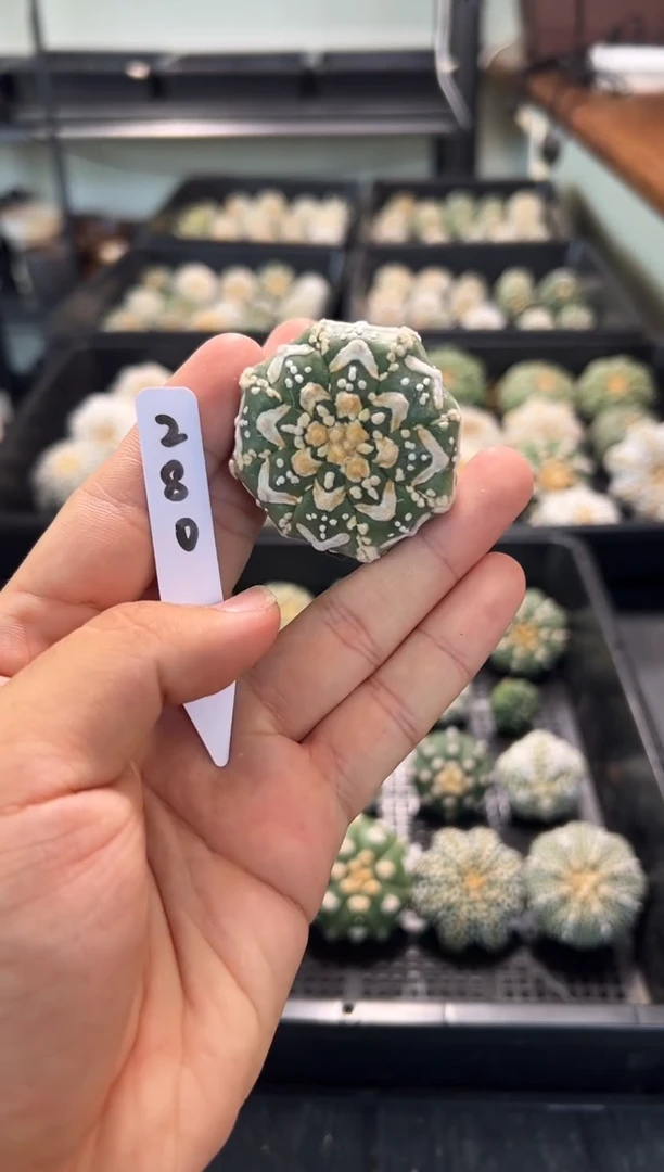 不含盆土实生根星兜仙人球编码280