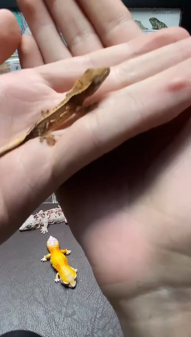 睫角守宫鳞与尾 Scale Tail 爬宠HJ13