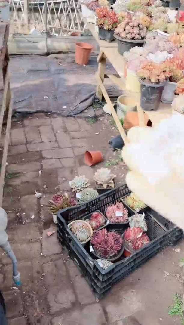 【闪购商品】19397