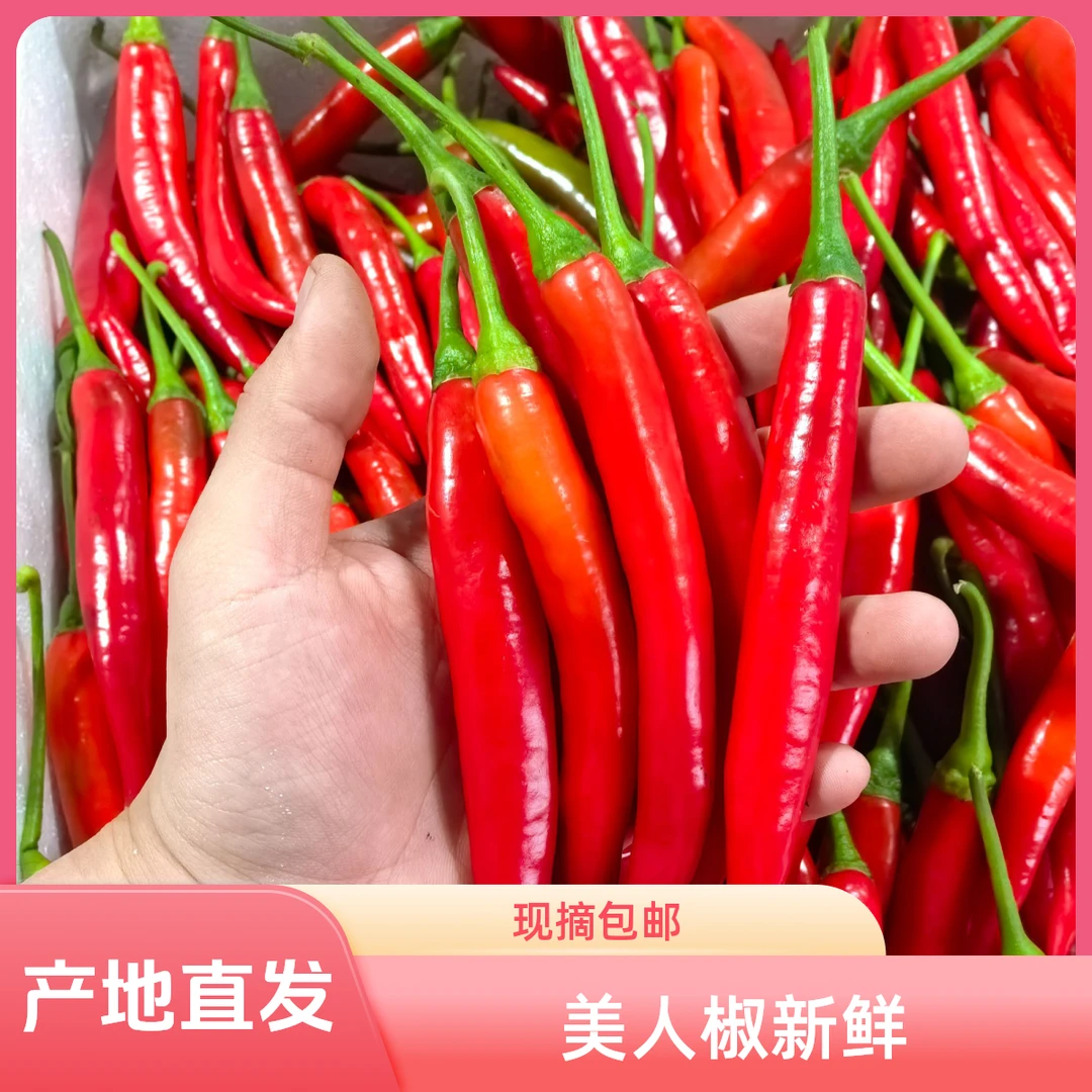 新鲜美人红辣椒辣椒福建漳州非二荆条小米辣微辣新鲜红辣椒