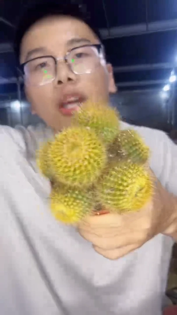 多头 粉花 红彩玉【带根】