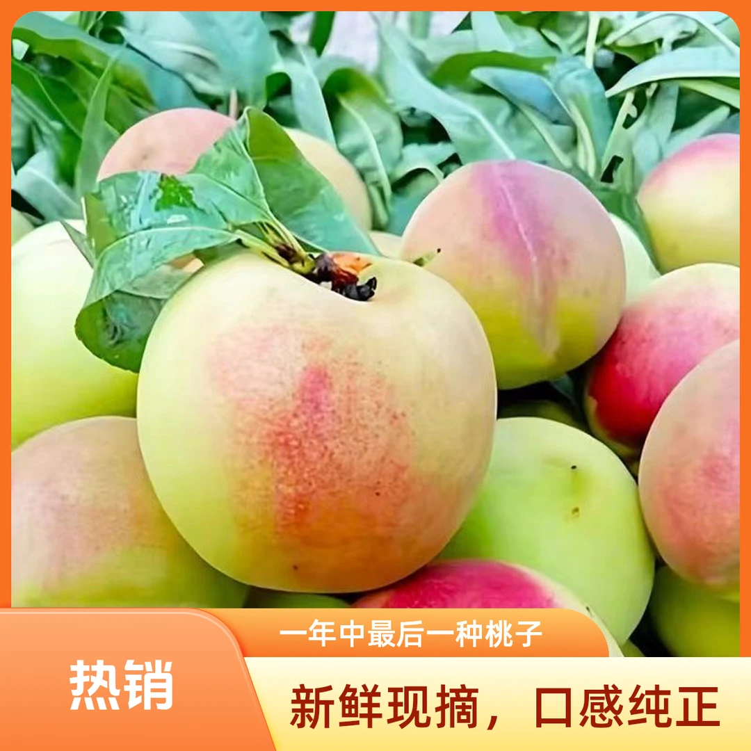 【正宗沂蒙山蜜桃】硬桃脆桃毛桃脆甜桃子新鲜脆桃新鲜水果脆桃蜜桃