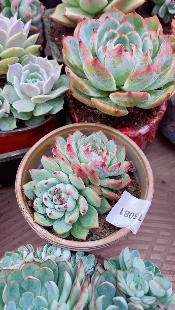 一***花15081多肉植物一物一拍