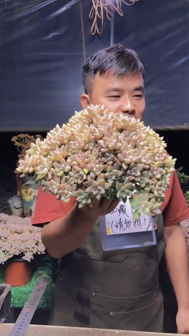 213淡雪缀化一物一拍