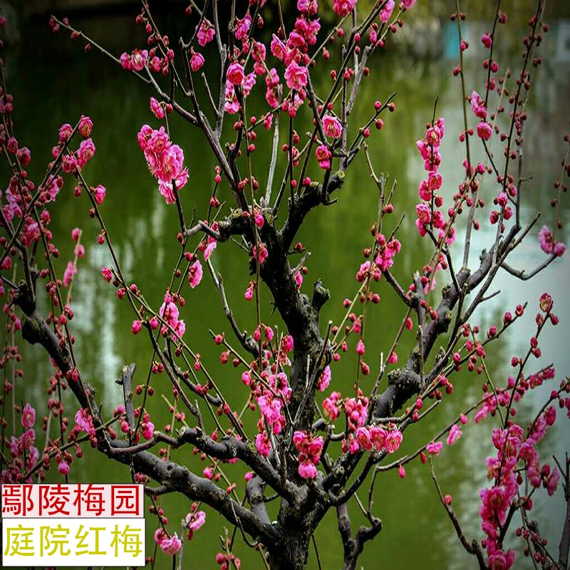 原生红梅绿梅朱砂梅龙游梅垂枝梅庭院地栽树苗耐热冷耐旱鄢陵梅园