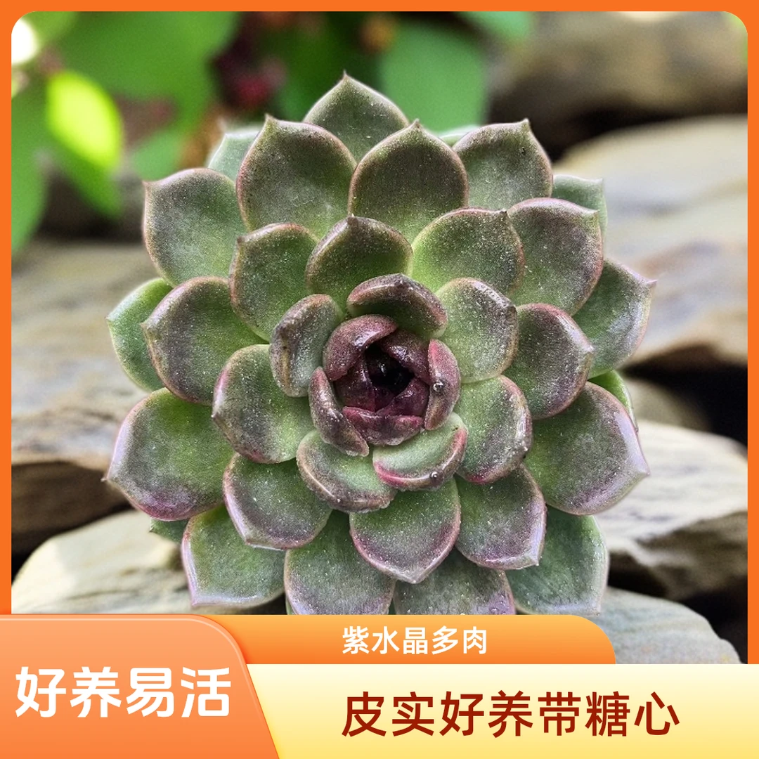 单头紫水晶皮实好养脱土（任意两单包邮）