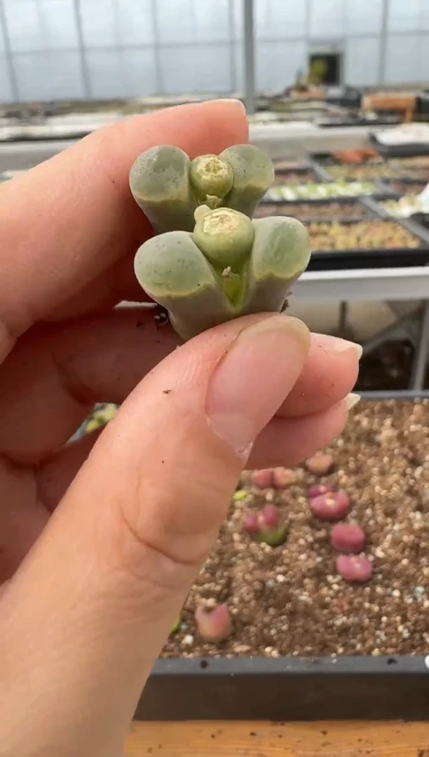 【闪购商品】6--96