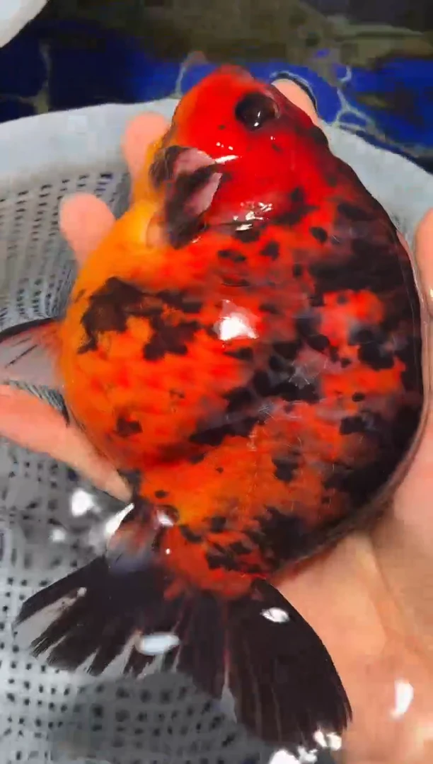 金鱼（运费自理，马印灯照射）福州追鱼兰寿金鱼