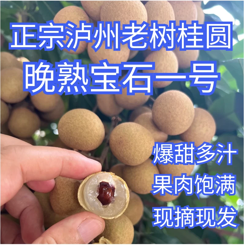 【川渝地区】正宗泸州晚熟桂圆老树宝石一号现摘现发爆甜多汁香味浓