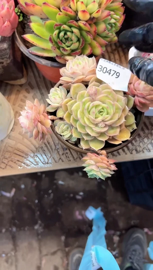 K****o多肉植物一物一拍30479