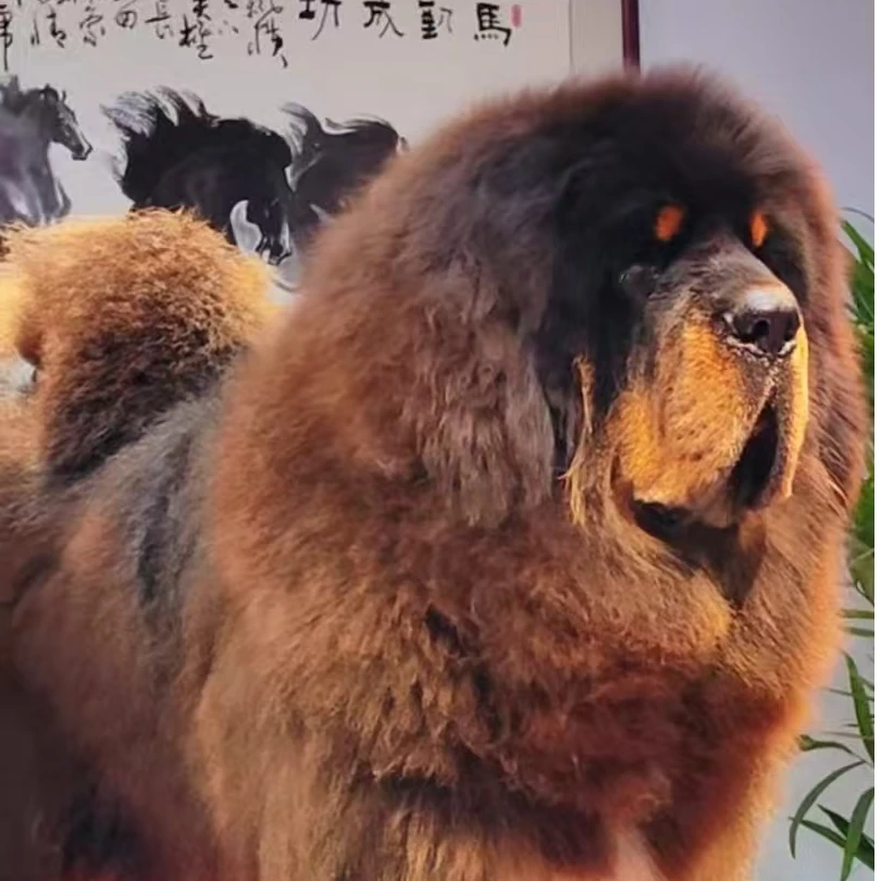 藏獒狮头幼犬活体藏獒铁包金活体