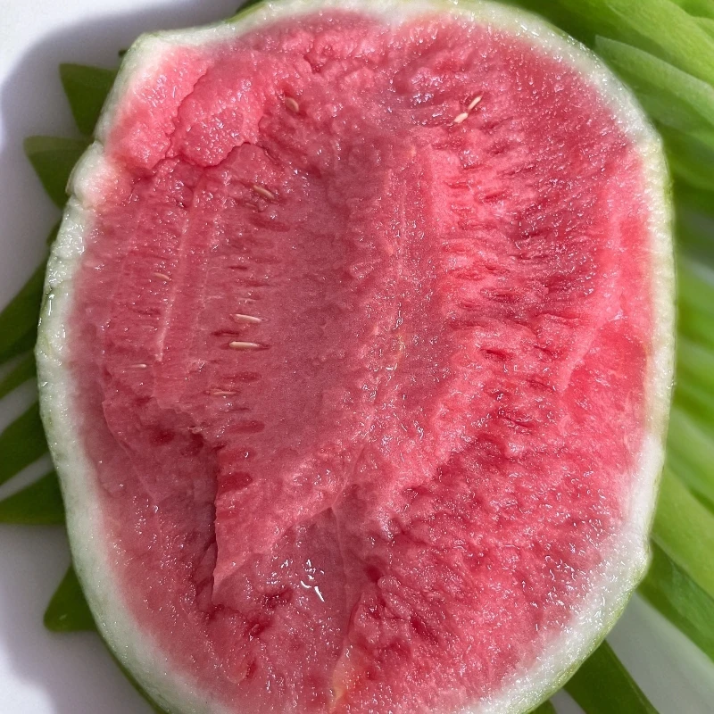 新鲜采摘东台头茬甘美4K口感脆甜当天现摘梦中情瓜农家自种红壤