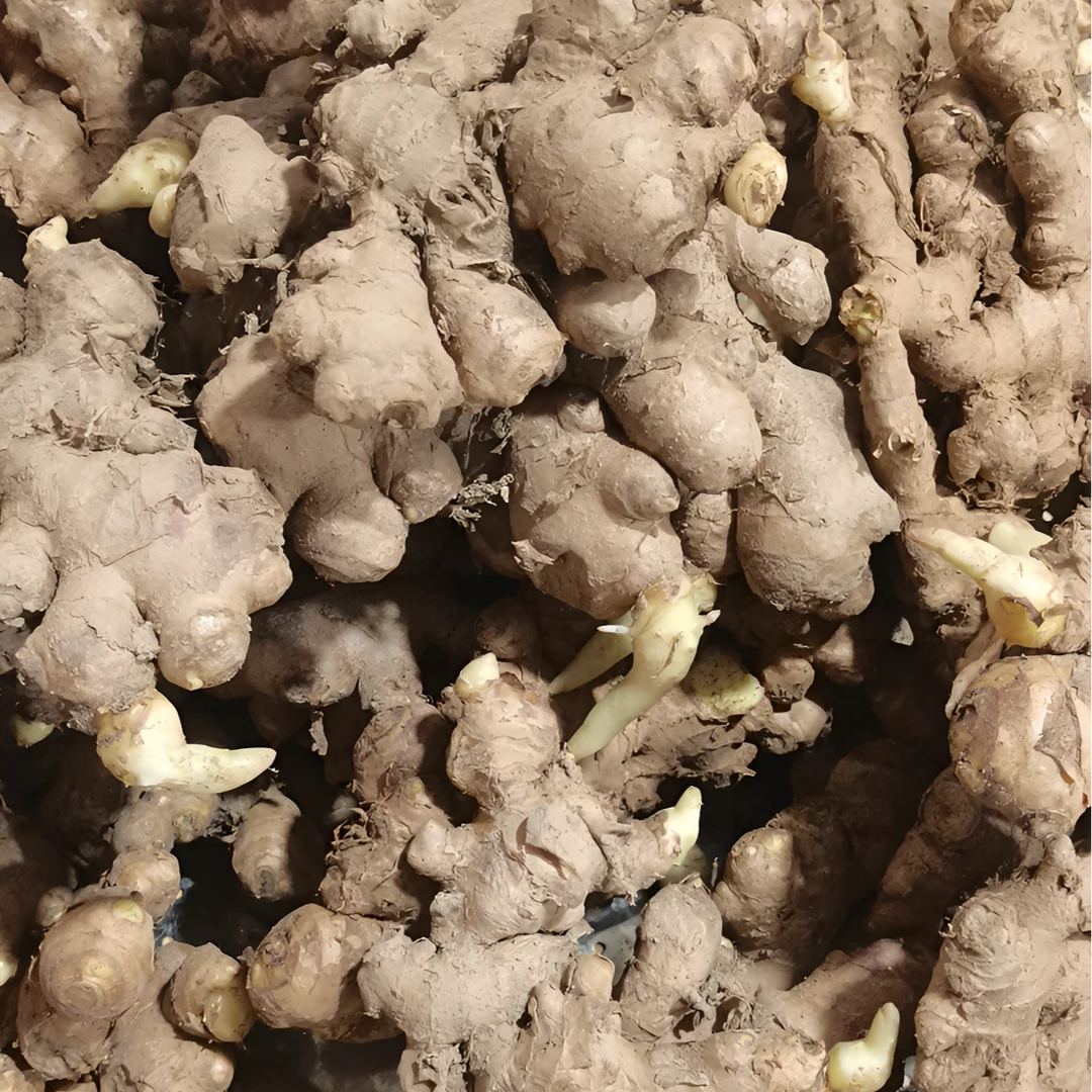 江西兴国农家自种小黄姜月子姜生姜