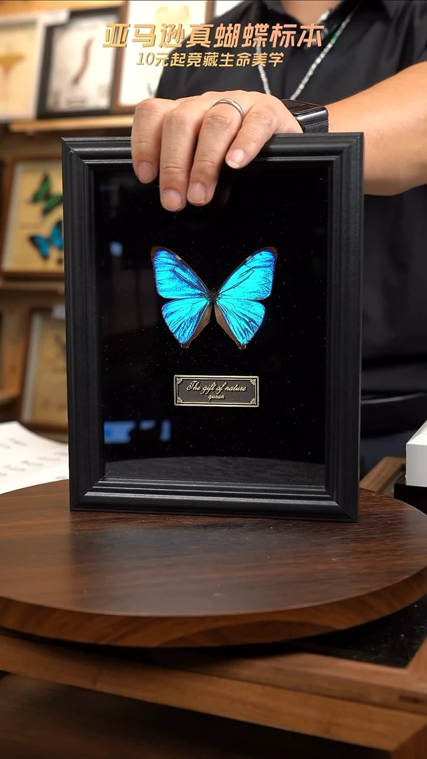 菲*克小蓝闪蝴蝶标本摆件一口价g62