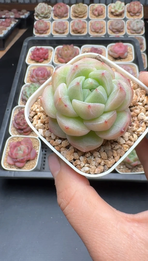 【闪购商品】072A号一物一拍多肉花卉植物拍3颗起发