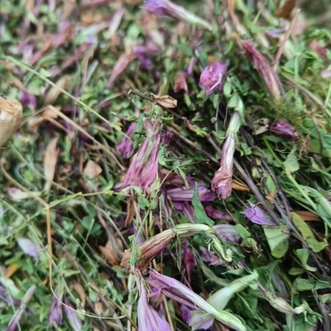 【七七推荐】严选好物龙胆草花