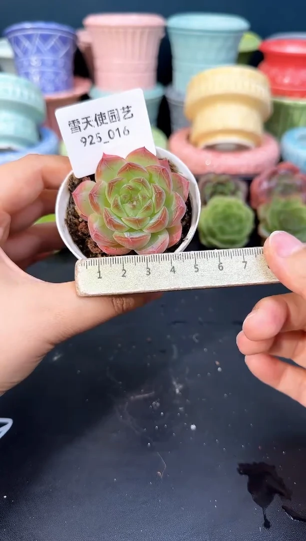 925-016青山（冠幅5cm）