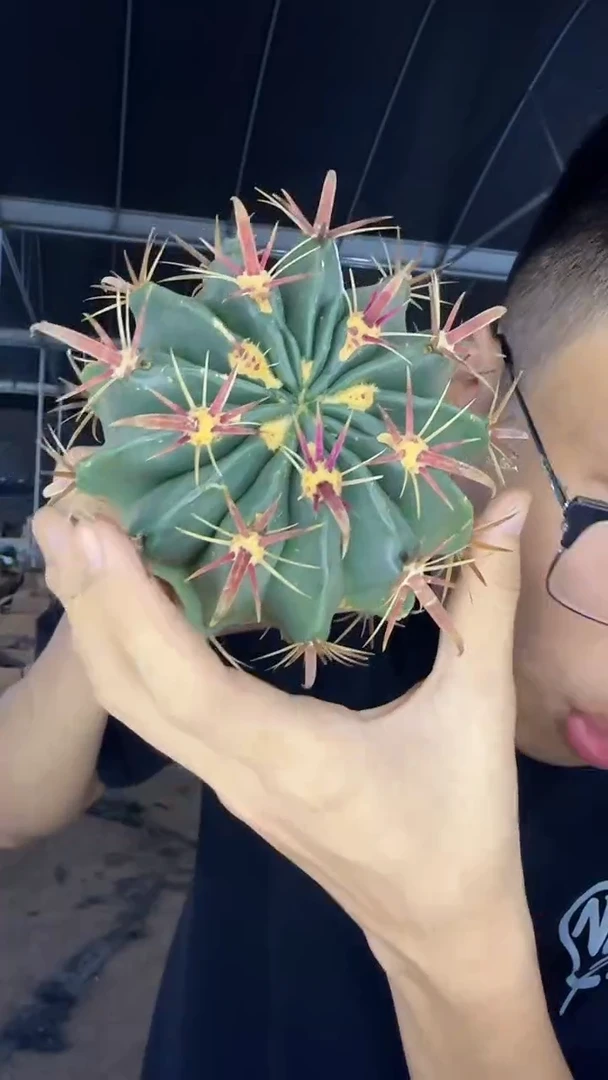 8-10cm 宽刺日出【实生根】