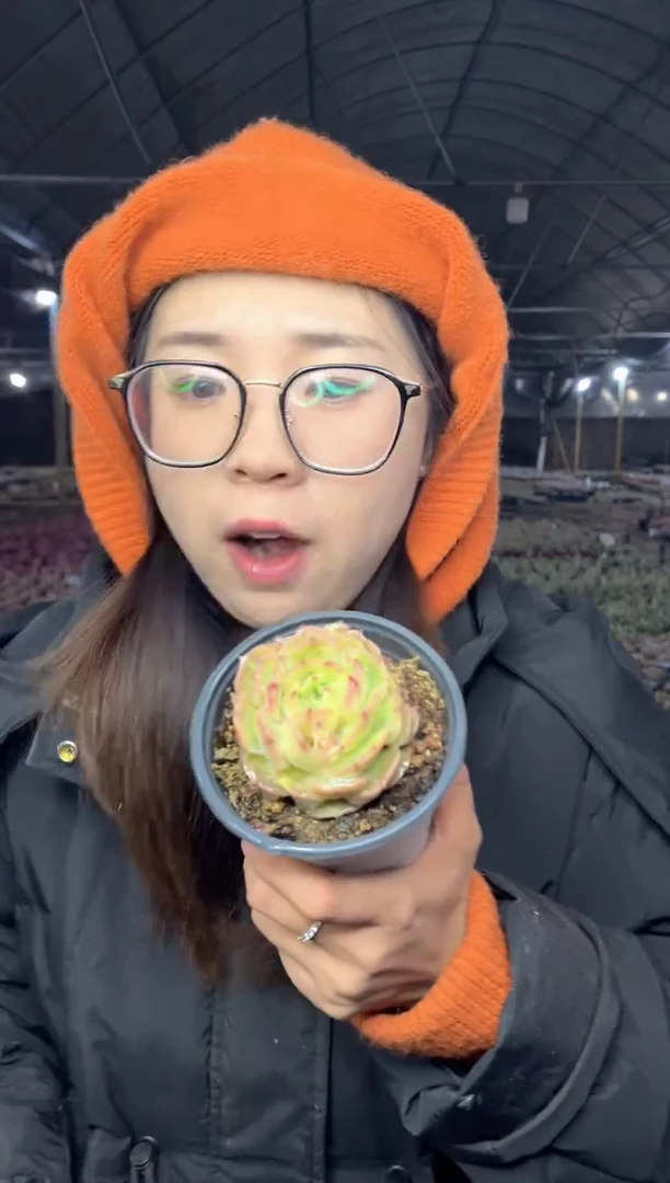 【闪购商品】122-昂斯诺石化带盆土5