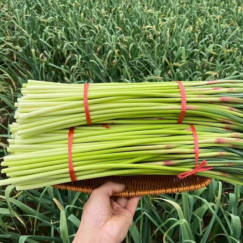 农家自种蒜苔 新鲜蒜薹5斤应季蔬菜蒜台山东大蒜蒜薹现抽现发包邮